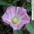 Binxuanhua__4_