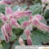 Dihuang__2_