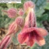 Dihuang__4_