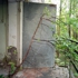 Tree_grows_in_doorway_-_web