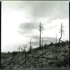 Burned_trees-prescott_forest-_az_copy