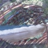 019_seashell