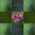 018_framed_orchids