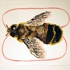 Honeybee