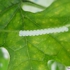 Chongluan__4_