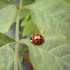 Ladybug
