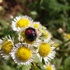 Ladybug__2_