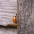 Ladybug__3_