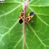 Insect1__6_