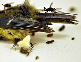 A Prize Catch (detail 2),