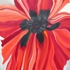Poppy