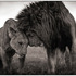 Lions