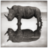 Rhino