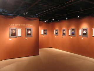 ,Lisa Folino