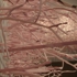 Pinktrees_detail_