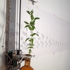 Plant_side_