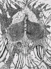 Facehead,Michelle Segre