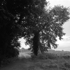 Germany_field_2