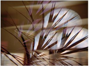 Interiorpalm2