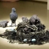 Icelandic_love_corporation_nest