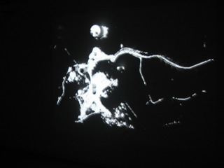 ,Jan Tichy