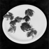 1918_frogs_1984_440_440