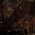 Kaufman_lisbeth_nighttrees_17x22_photograph