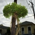 Kaufman_lisbeth_neworleansvine_17x22_photograph