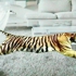 Tiger_white_shag_smaller
