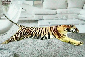 Tiger_white_shag_smaller