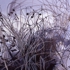 Dead_grass__winter_05