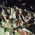 Mature_grass_summer_