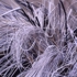 Dead_grass__early_spring_11