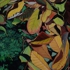 Dying_grass__autumn_05