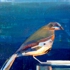Shiloratner_birdonledge_oiloncanvas_10x8