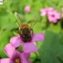 Bee__2_