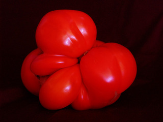 Crimson Tomato,Ginger VanHook