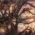 Tree_fantasy4