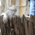Holbrook-iscariot_08__5