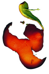 Orange no 5,Richard Gregory