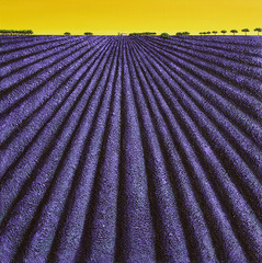 Rhythms at Daybreak,Ronnie Ford