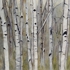 Birch___aspens