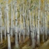 Birch_forest__autumn
