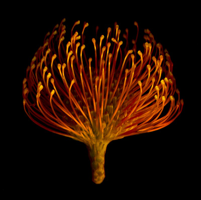 Protea1