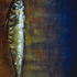 As_cropped20101104215050-mackerel