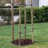 Our_treesm