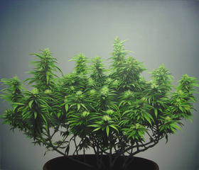 Support/Pot,Davis Langlois, in collaboration with Gaylan Gerber