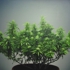 Pot_