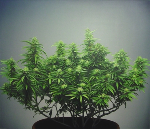 Pot_