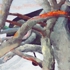 Carlson_2_grey_zones